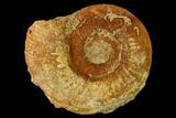 Callovian Ammonite (Perisphinctes) Fossil - France #153165-1